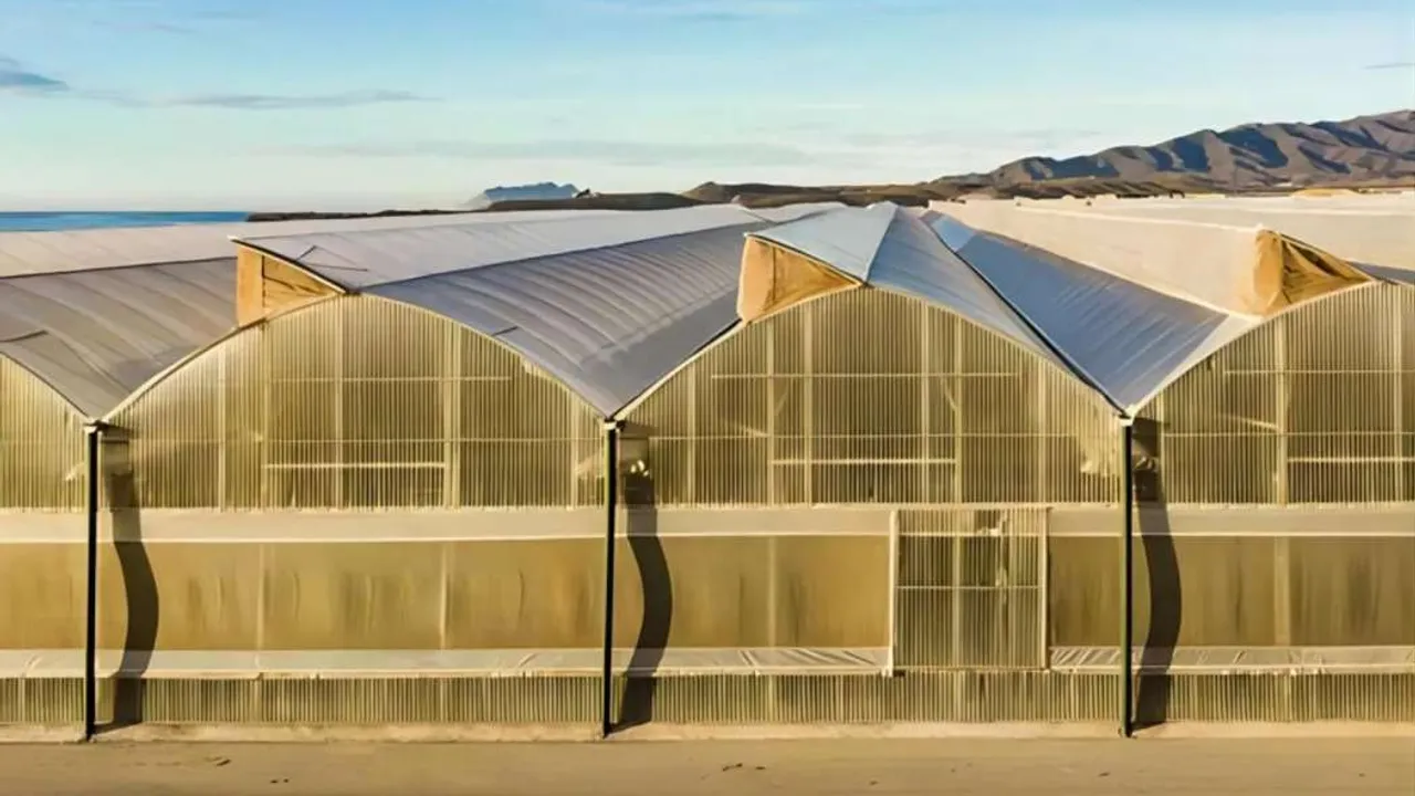 40 hectares of banana greenhouse in Garahan region 1