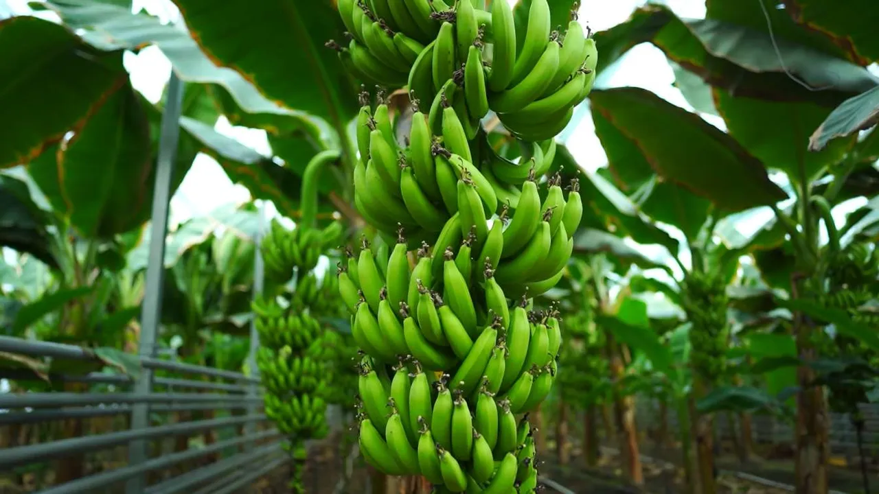 40 hectares of banana greenhouse in Garahan region 2