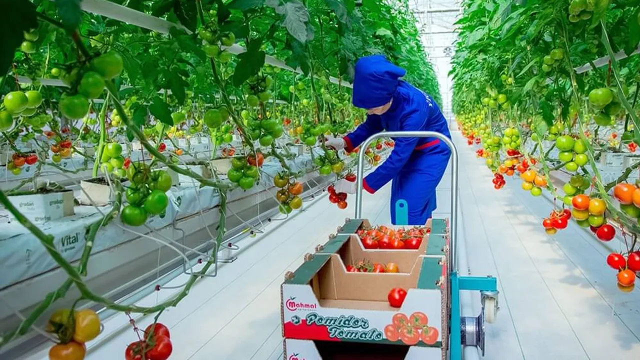 100 hectares of greenhouse in Dushak region for tomato production 2