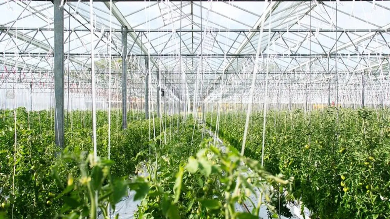 100 hectares of greenhouse in Dushak region for tomato production 1