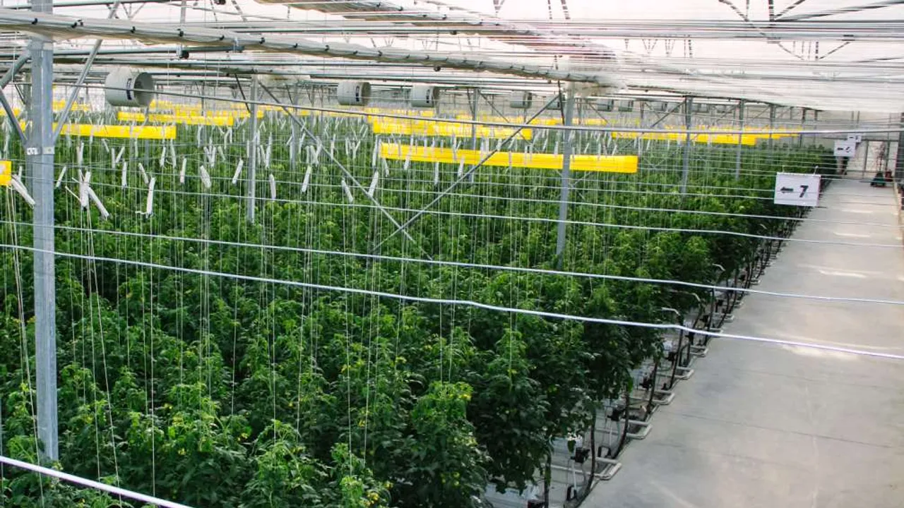 40 hectares of greenhouse in Kaka region for tomato production 3