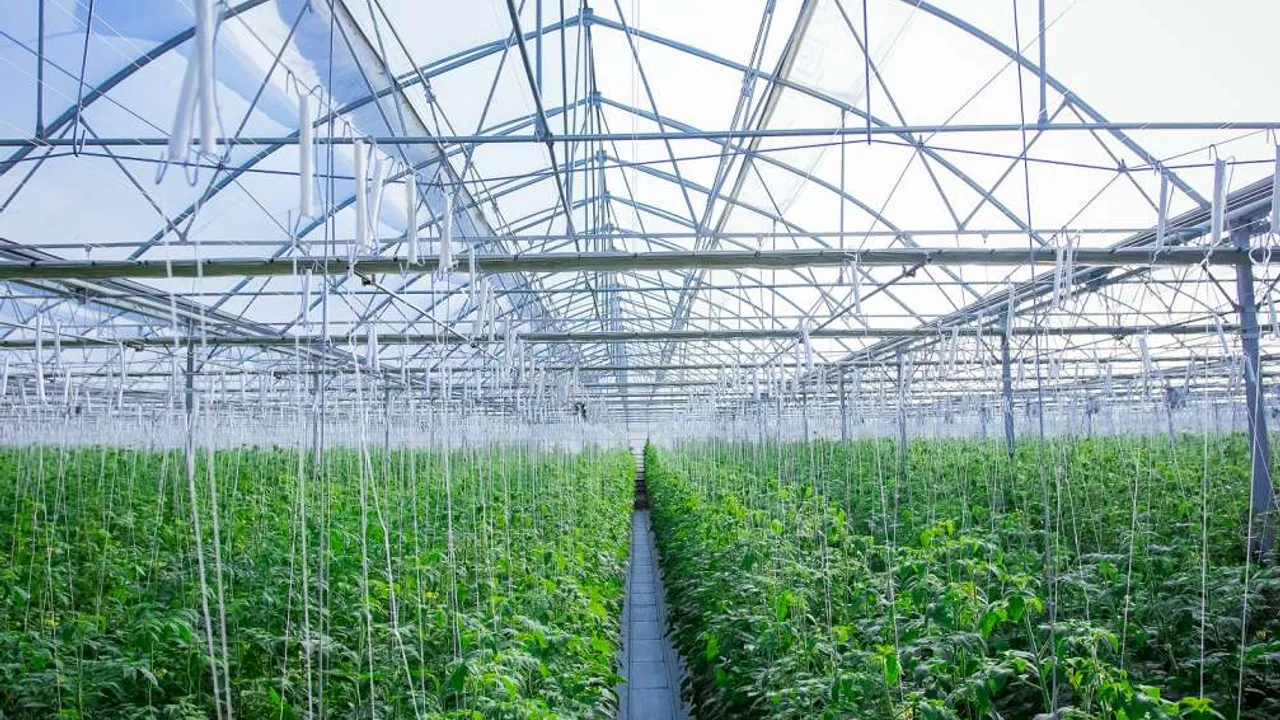 40 hectares of greenhouse in Kaka region for tomato production 1