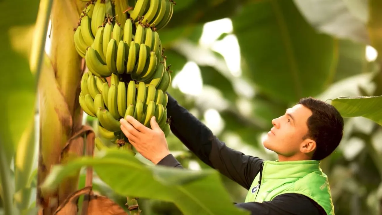 40 hectares of banana greenhouse in Garahan region 3