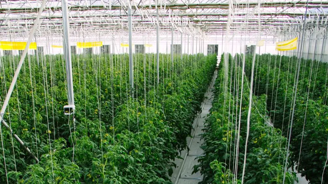 40 hectares of greenhouse in Kaka region for tomato production 2